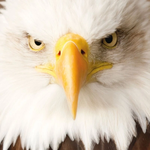 Puzzle pătrat CURIOSI Q Animal Vultur, 66 piese