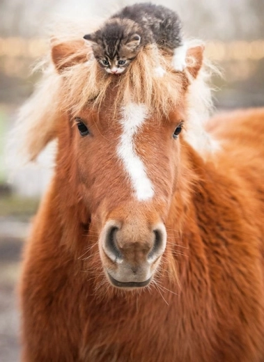 Puzzle Ravensburger mânz și pisicuță 500 piese