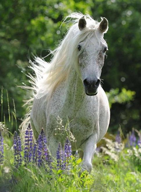 Puzzle Armăsar Alb XXL 100 piese