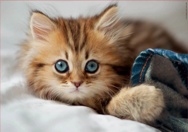 Puzzle Pisicuță EDUCA 200 piese