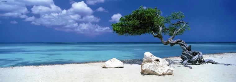 Puzzle panoramice Divi Divi Tree în Aruba, 1000 piese HEYE