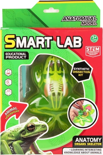 Joc de anatomie a broaștei