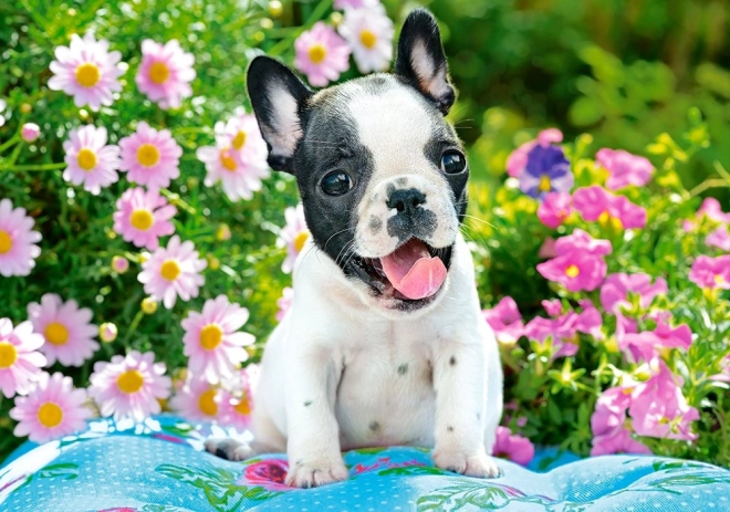 Puzzle 500 piese French Bulldog Puppy