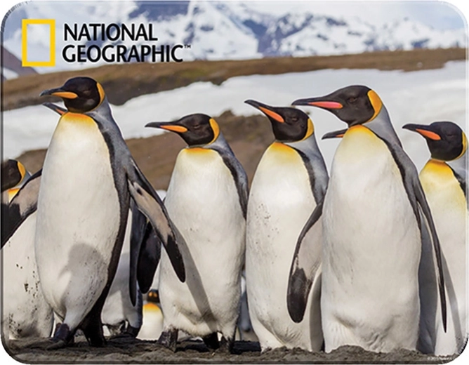 Set magnetic 3D – pinguini PRIME 3D