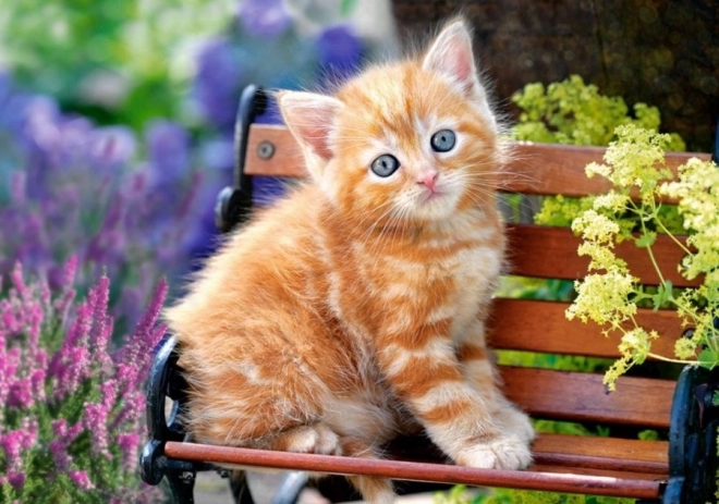Puzzle 500 de piese – Ginger Kitten