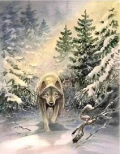 Norimpex pictură pe numere Lupul în pădure 40 × 50 cm