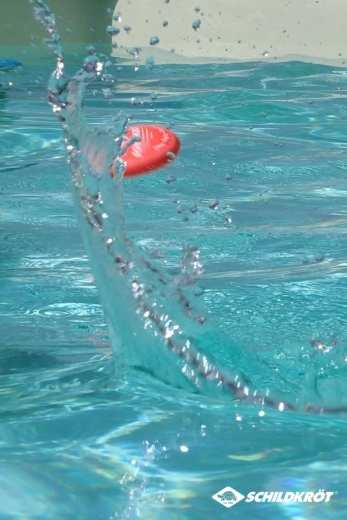Schildkröt mingi neopren pentru ricoșeu pe apă Ocean (3 buc.)