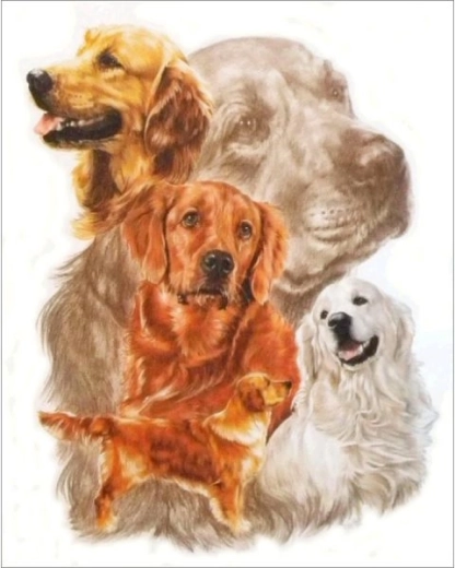 Pictură cu diamante – tablou Golden retriever 30 × 35 cm