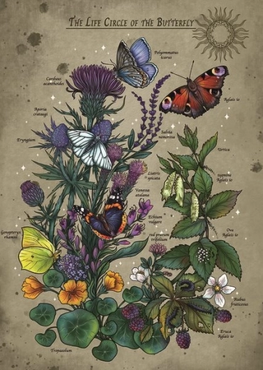 Puzzle Ciclul de viață al Fluturelui 1000 de piese