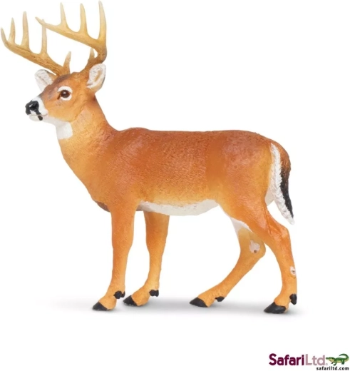 Cerb cu coadă albă Safari Ltd.