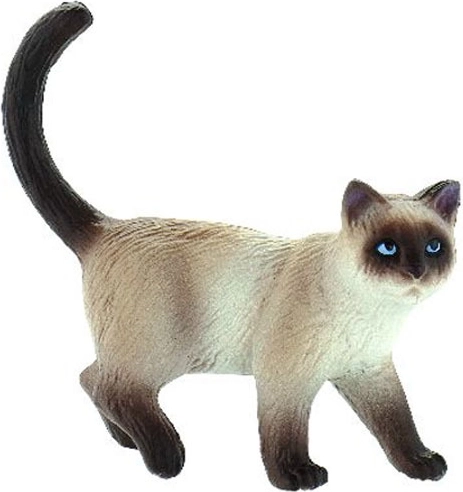 Pisică domestică - Kimmy