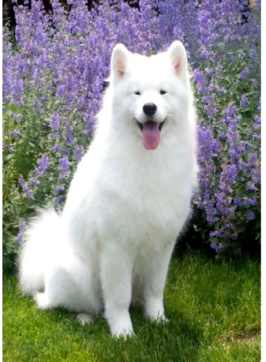 Pictură cu diamante – câine samoyed 30 × 40 cm