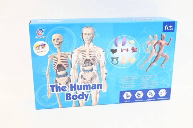 Model anatomic al corpului uman