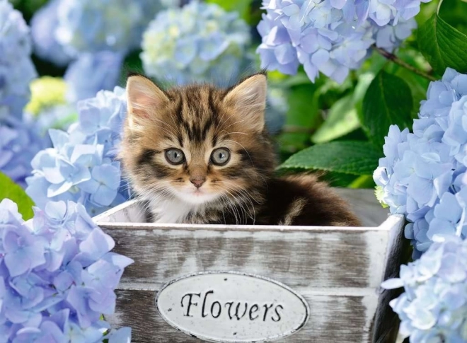 Puzzle RAVENSBURGER Pisicuță mică XXL 300 piese