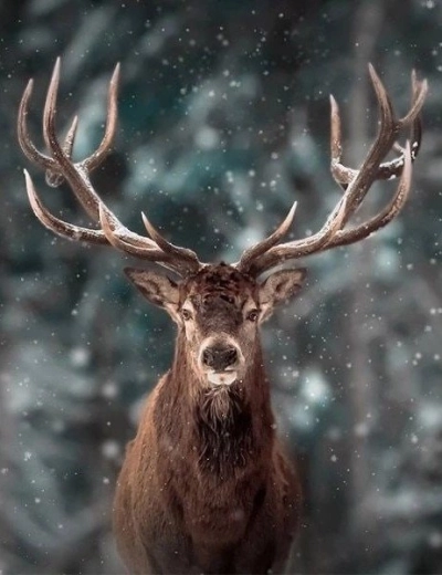 Pictură cu diamante – portret de cerb 30 × 40 cm