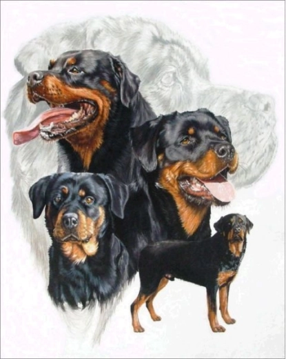 Broderie cu diamante (diamond painting) rottweiler 30 × 40 cm
