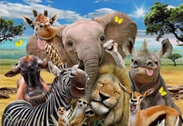 Norimpex pictură pe numere Safari 40 × 50 cm
