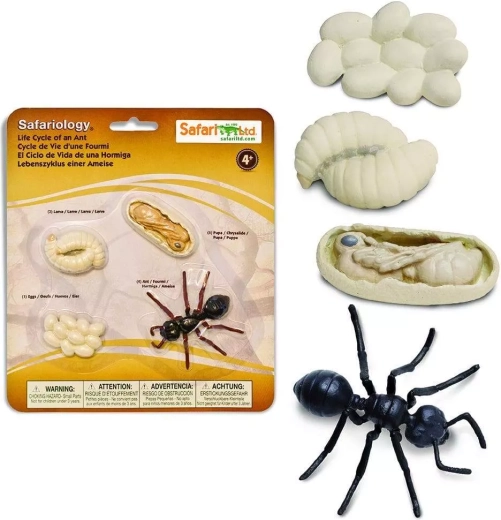 Safari Ltd. ciclul de viață – furnică
