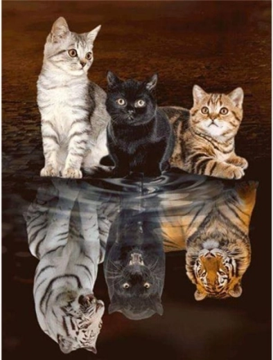 Broderie cu diamante (diamond painting) reflexie în oglindă – trei pisici 30 × 40 cm - 1 bucată