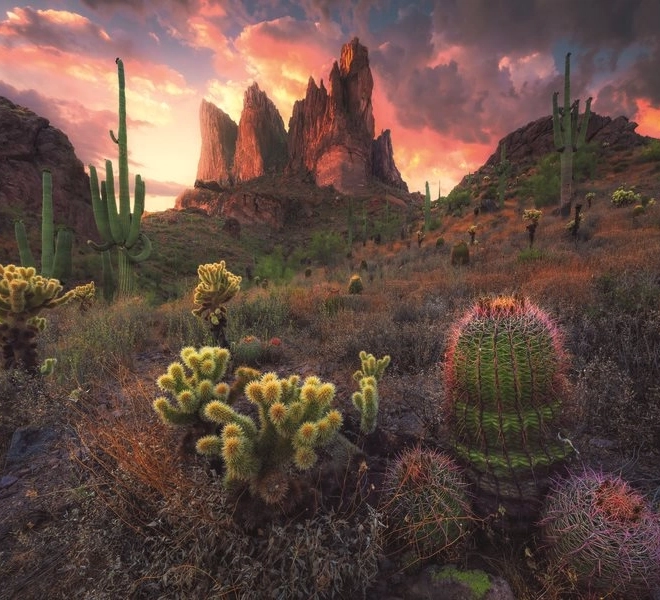 Puzzle Cactuși la amurg 500 piese