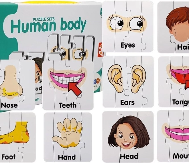 Puzzle educative – părți ale corpului uman, 10 perechi, vocabular în engleză