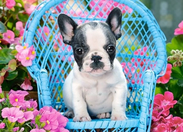 Puzzle 100 de piese Bulldog francez