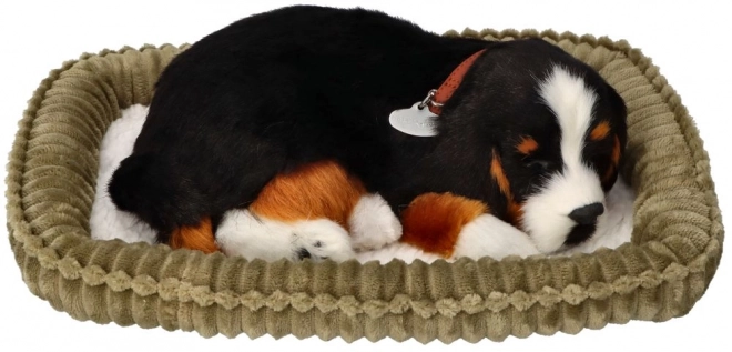 Berner adoptabil Perfect Petzzz