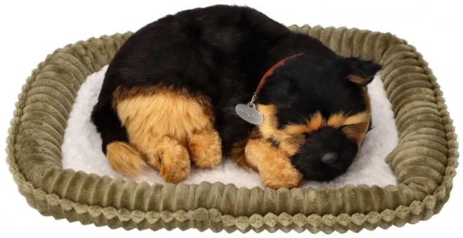 Adoptă-mă, cățeluș Ciobănesc German