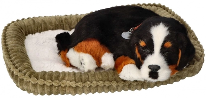Berner adoptabil Perfect Petzzz