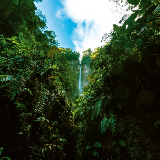 Calendar de notițe Păduri Tropicale 2026