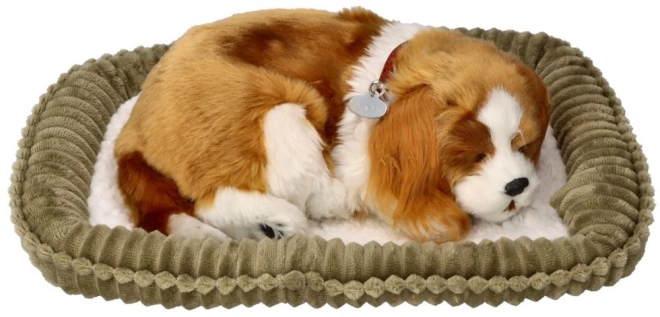 Cățeluș respirator Cavalier