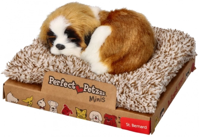 Cățeluș Mini Saint Bernard pe culcuș