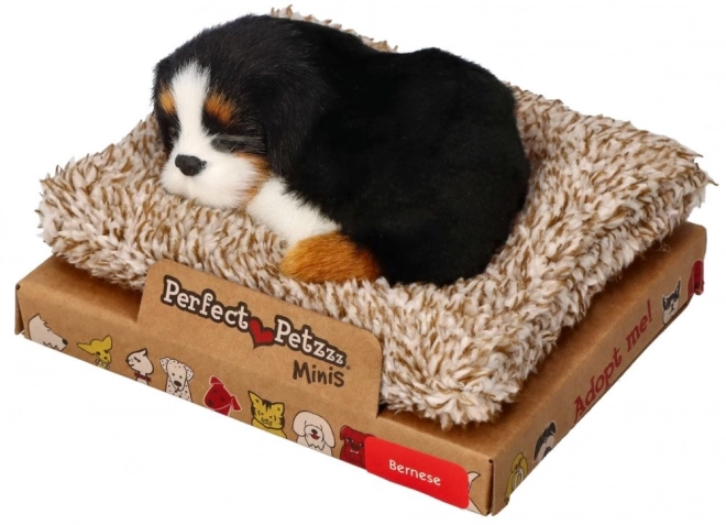 Perfect petzzz cățeluș mini bernese pe pat