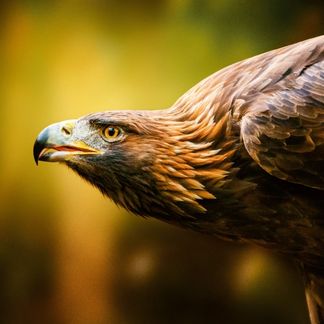 Calendar de notițe Animale sălbatice 2026
