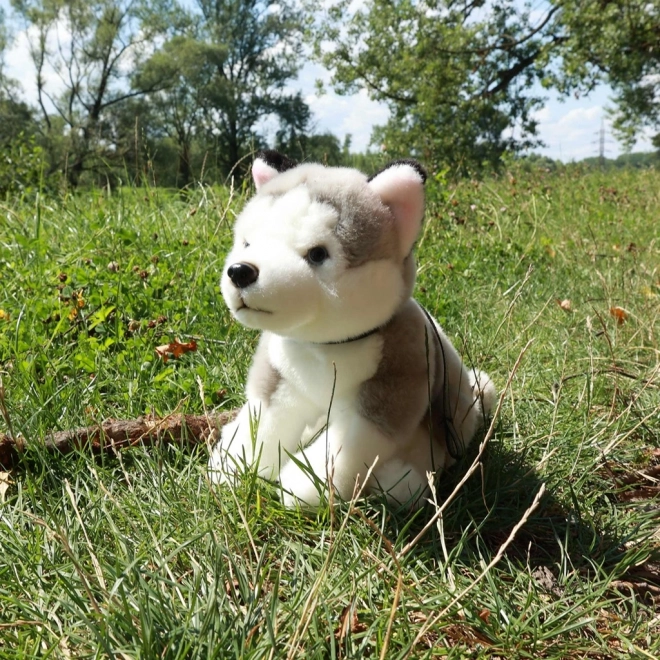 Câine Husky de Pluș cu Lesă