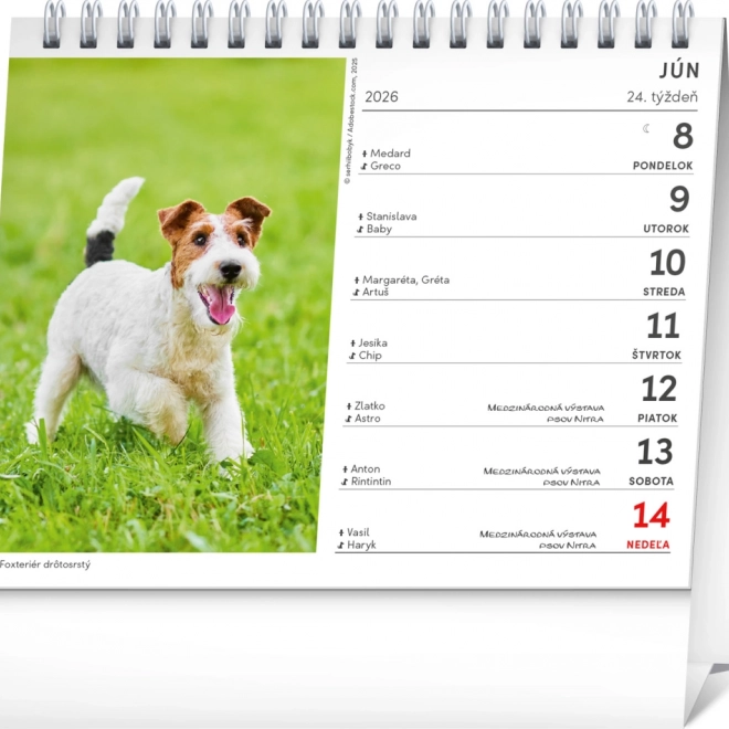 Calendar de birou NOTIQUE Câini cu nume de câini 2026