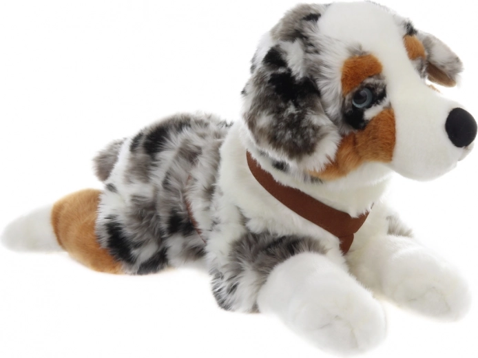 Aspect realist de ciobănesc australian