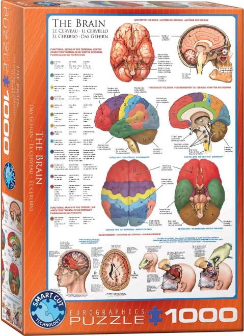 Puzzle Anatomia Creierului 1000 piese