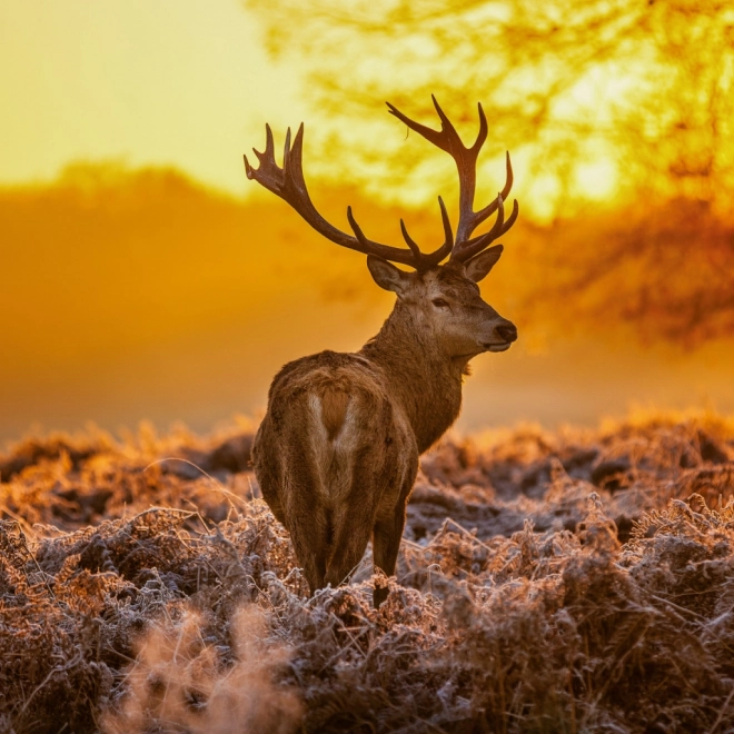 Calendar de notițe Animale sălbatice 2026