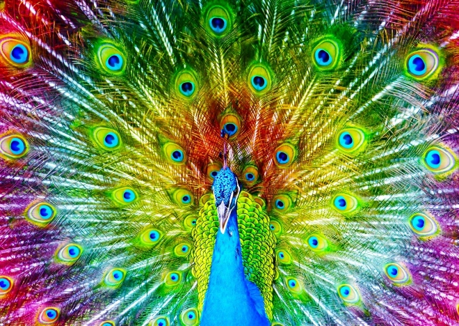 Puzzle Păun Colorat 1000 Piese