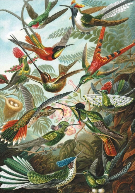 Puzzle Colibri 1000 piese