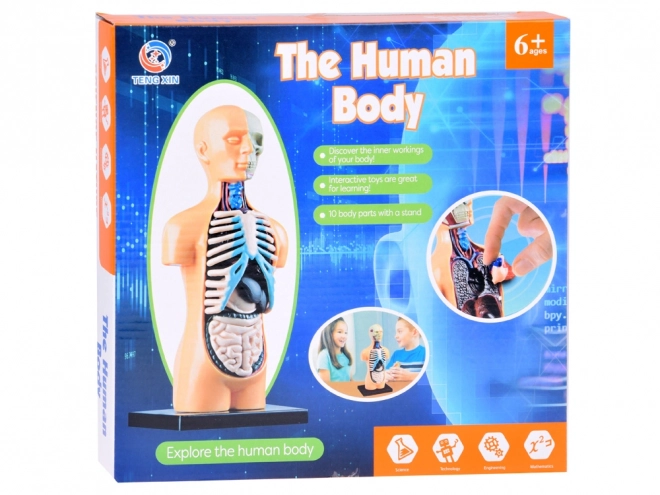 model anatomic de corp uman cu organe detașabile