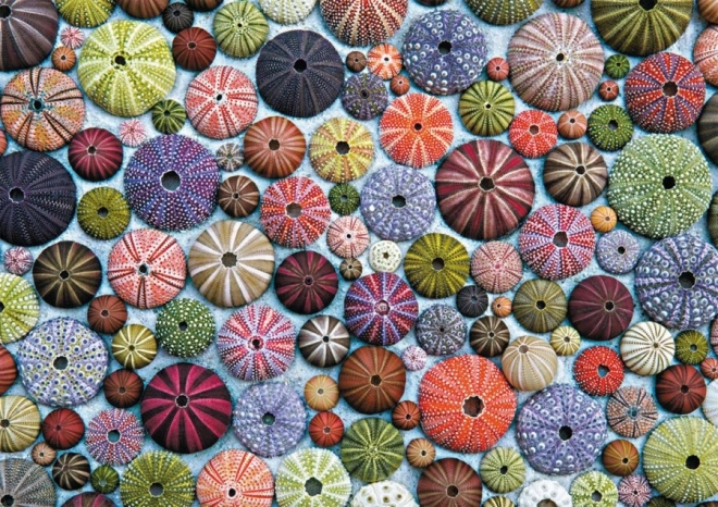Puzzle arici de mare 1000 piese