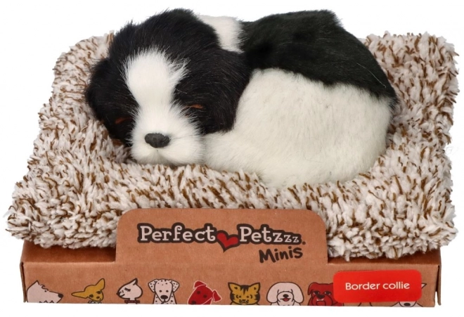 Border collie pe pătuț