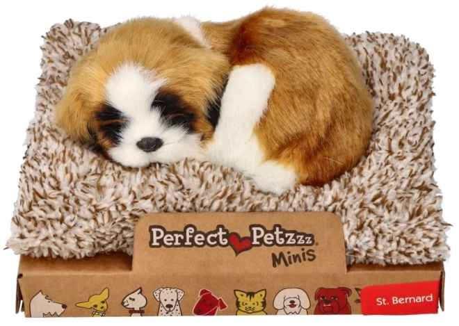 Cățeluș Mini Saint Bernard pe culcuș