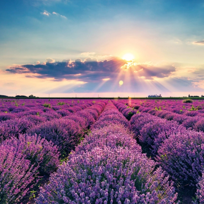 Calendar de notițe Provence 2026