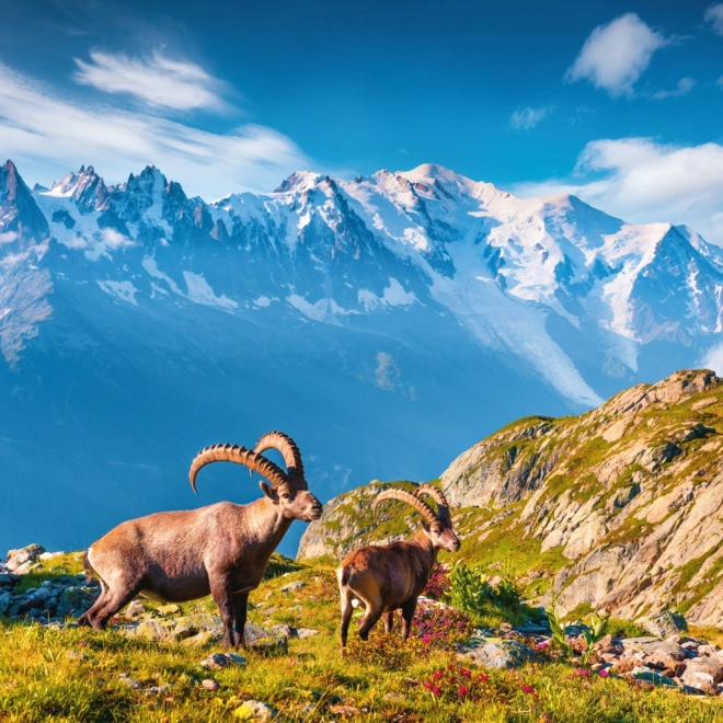 Calendar de notițe Alpi 2026