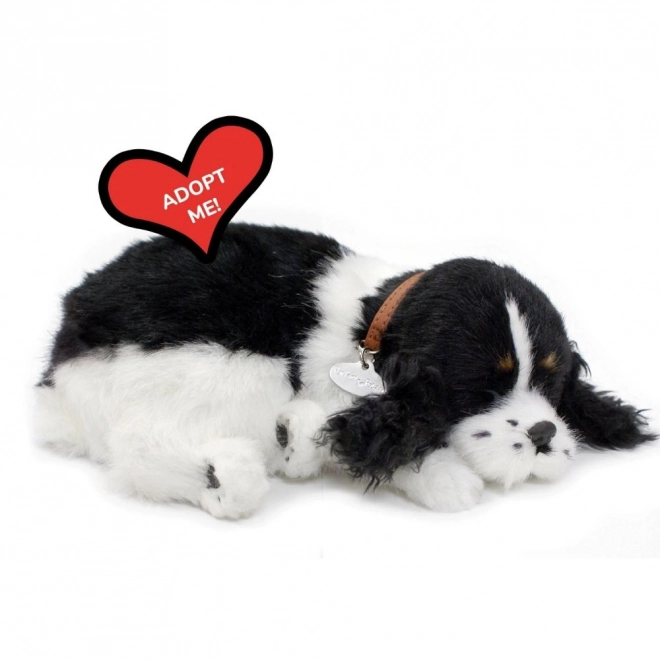 Să adoptăm împreună cățeluș Cocker Spaniel respirabil
