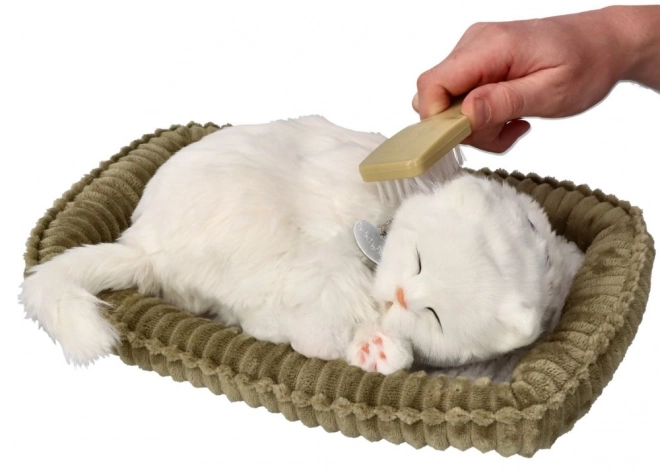 Adoptă-mă pisică cu blană scurtă albă