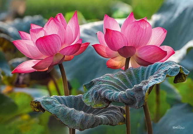 Puzzle Flori roz de lotus 500 de piese